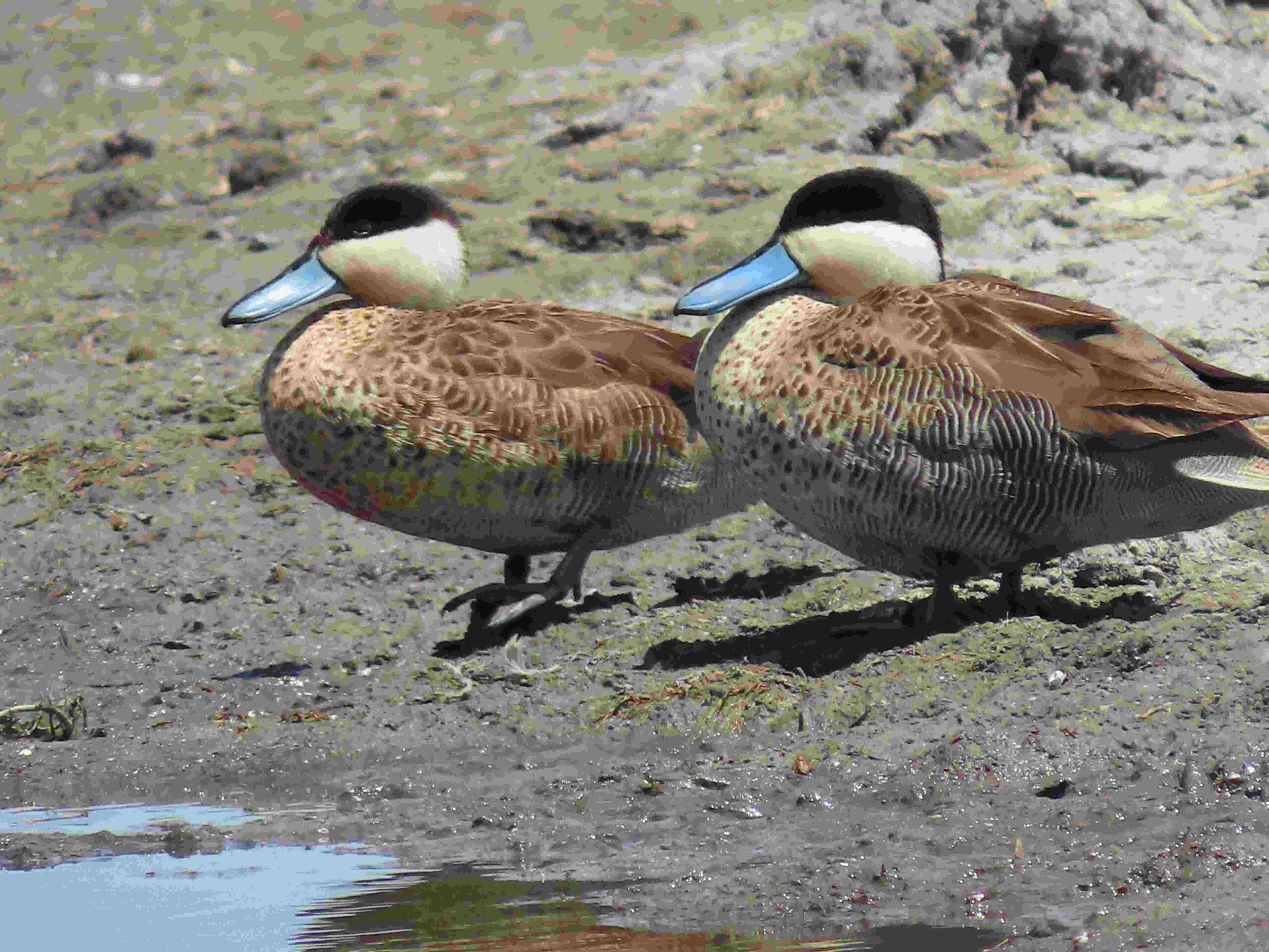 Avistamiento de aves en Lago Titicaca – Puno