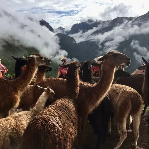 Llama treck Valle Sagrado