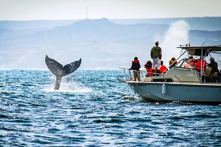 Turismo: Presentan manual de buenas prácticas para la observación de fauna marina